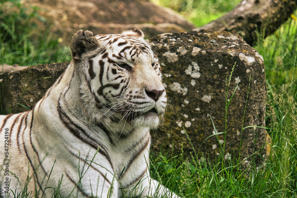 Obraz premium Tigre blanc