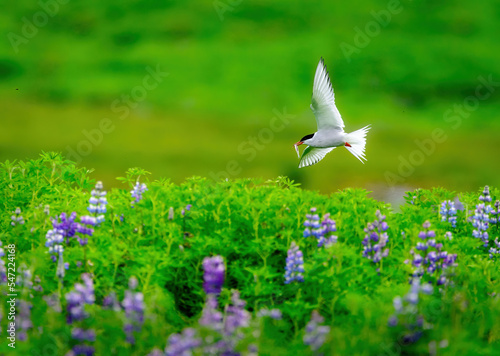 Arctic Terns with chicks