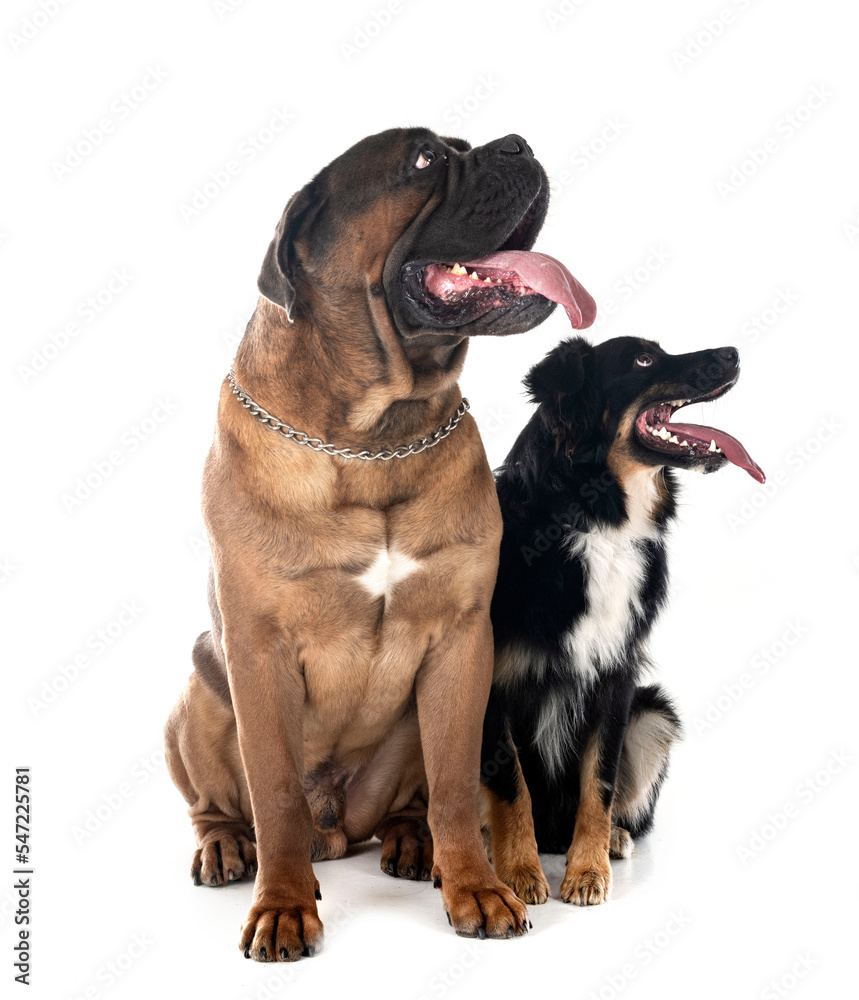Fototapeta premium cane corso and australian shepherd in studio