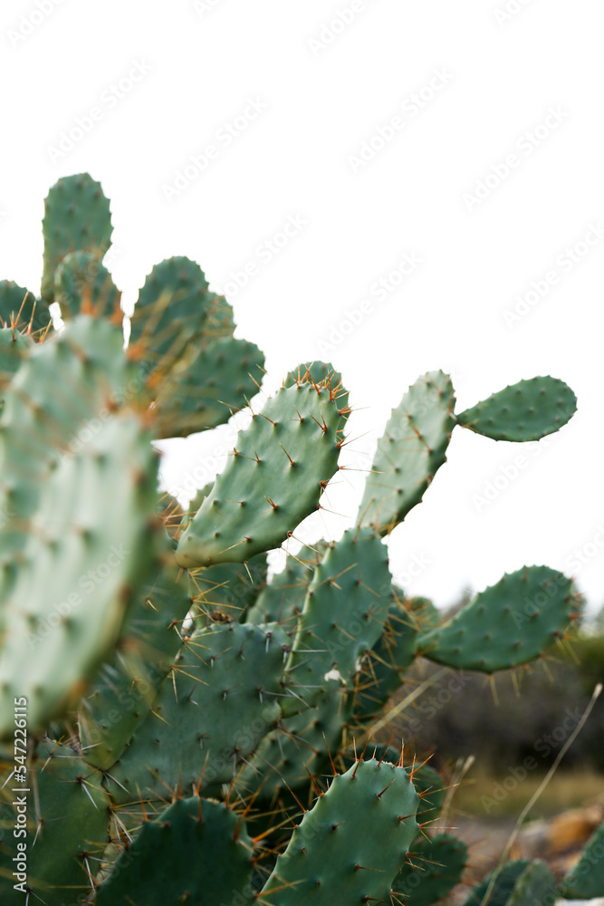 cactus plant cactus plant