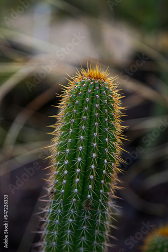 cactus plant