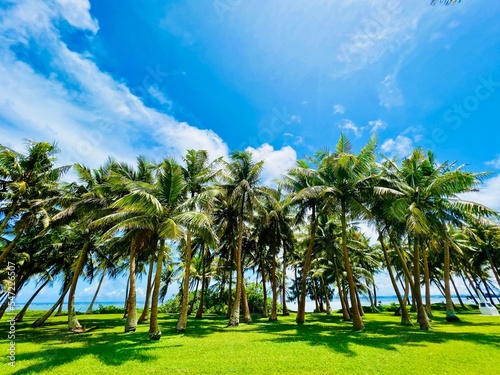 Palms Beyond