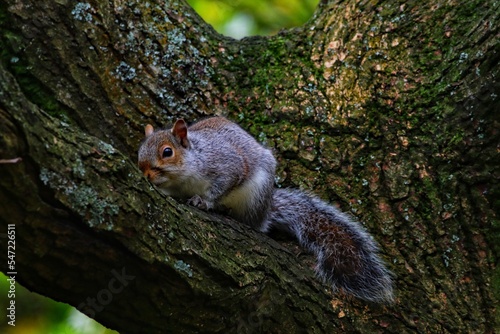 A wild grey squirrel in the forest. The little animal was spotted at Longton Nature Reserve in Preston, England. photo