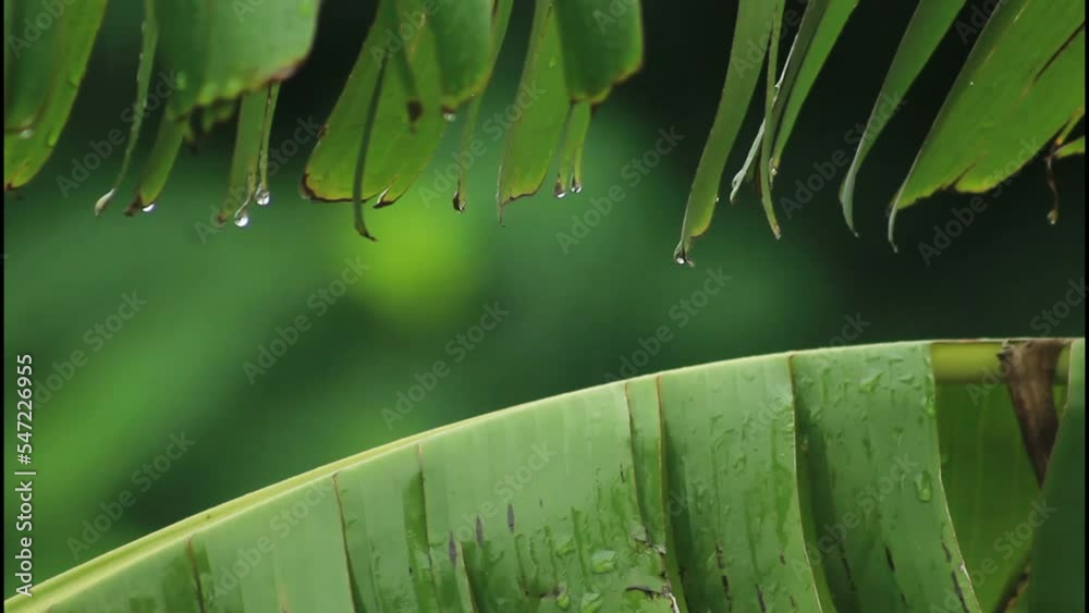 water drops, palm leaves, tropical, water, raining, rainy day, nature ...
