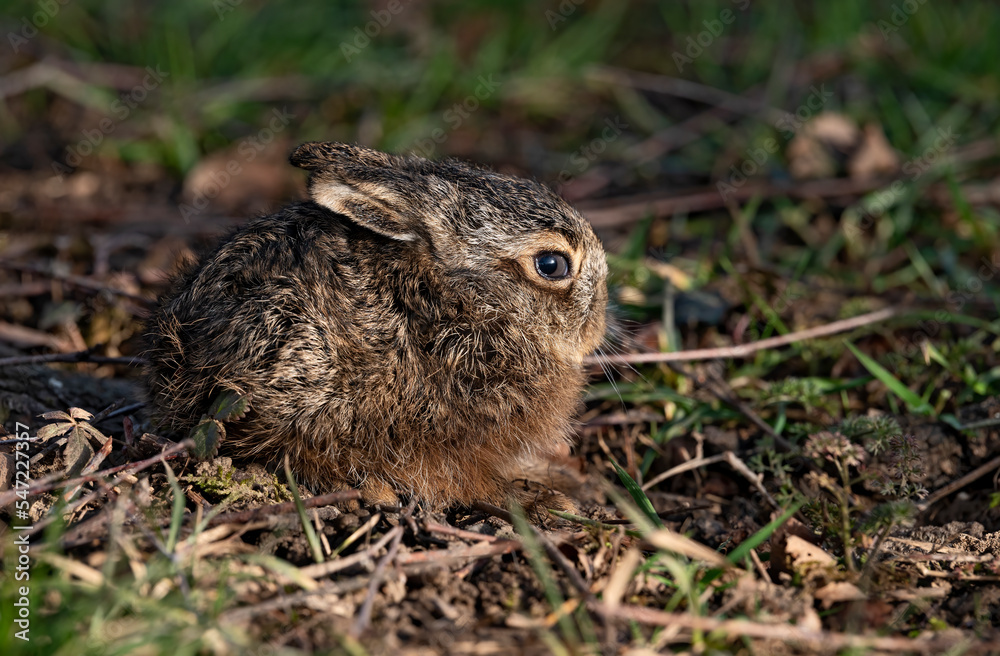 Lièvre brun (Lepus europaeus) levraut au printemps. Alpes. France Lièvre brun (Lepus europaeus) levraut au printemps. Alpes. France