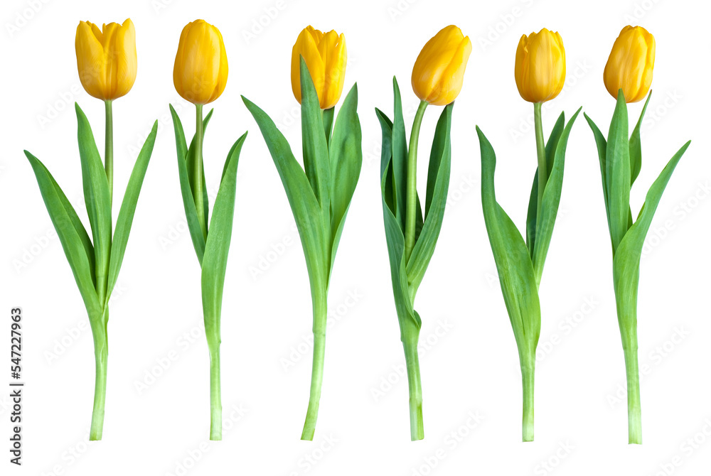six tulips - obrazy, fototapety, plakaty 