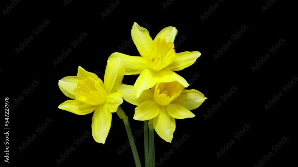 Time-lapse of growing yellow daffodils or narcissus flower. Spring flower daffodils blooming on black background. Time-lapse of growing yellow daffodils or narcissus flower. Spring flower daffodils blooming on black background.