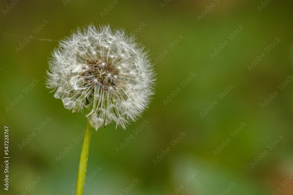 dandelion head