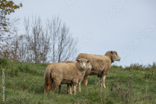 gros plan sur des moutons dans une pâture   © ALF photo