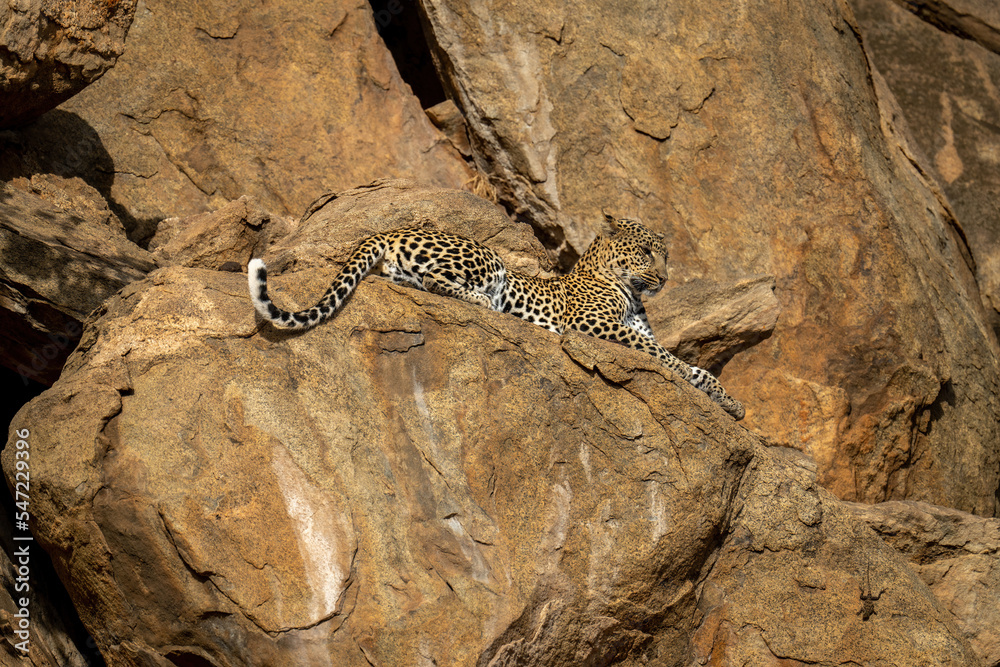 Naklejka premium Leopard lies on rocky ledge looking down