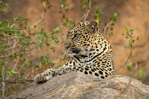 Leopard lies on rock with bush behind
