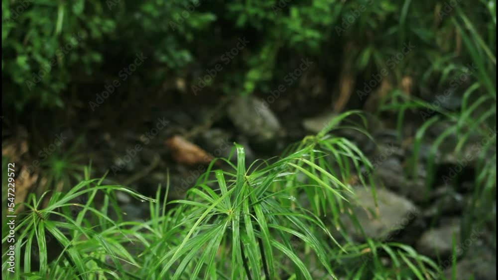 raining by the river, rain, green leaf, grass, nature, plant, leaf, garden, moss, dill, herb, tree, summer, closeup, green, field, texture, food, spring, fresh, macro, growth, leaves, plants, flora, raining by the river, rain, green leaf, grass, nature, plant, leaf, garden, moss, dill, herb, tree, summer, closeup, green, field, texture, food, spring, fresh, macro, growth, leaves, plants, flora,