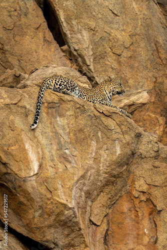 Leopard lying on rocky ledge gazing ahead
