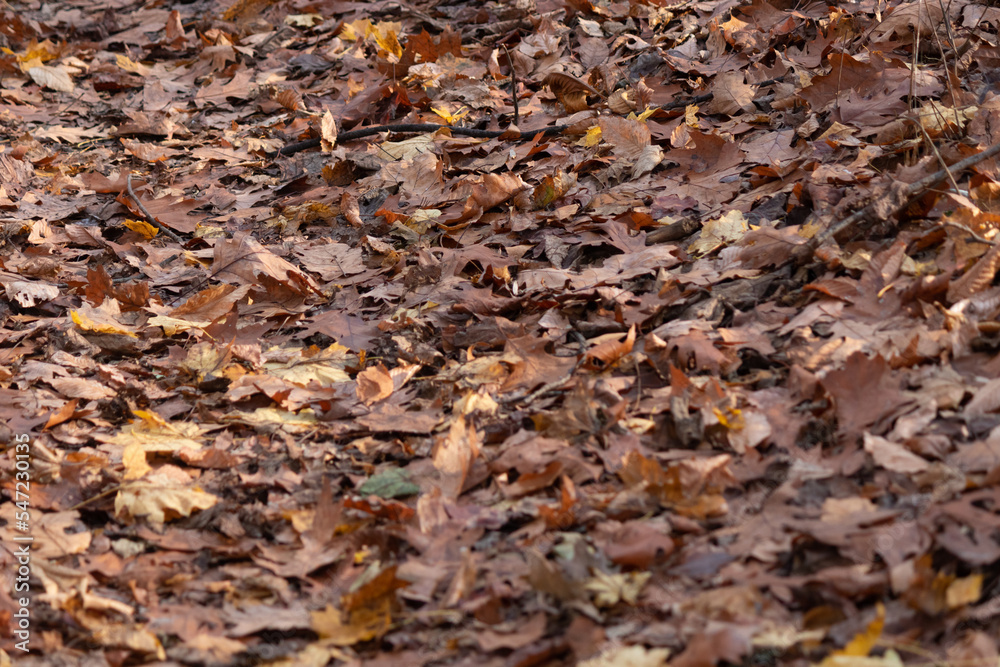 In this image the fallen leaves are now carpeting the ground. So many Fall colors in this image. The yellows, oranges, and browns just seem to pop. There is a small bit of sunlight hitting them. In this image the fallen leaves are now carpeting the ground. So many Fall colors in this image. The yellows, oranges, and browns just seem to pop. There is a small bit of sunlight hitting them.