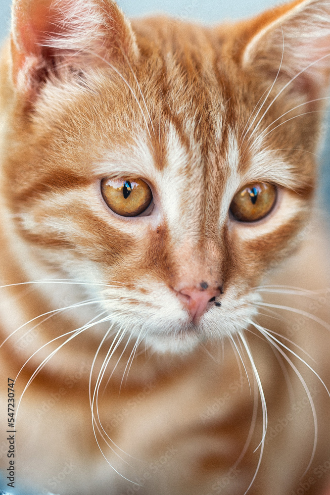 close up portrait of a cat