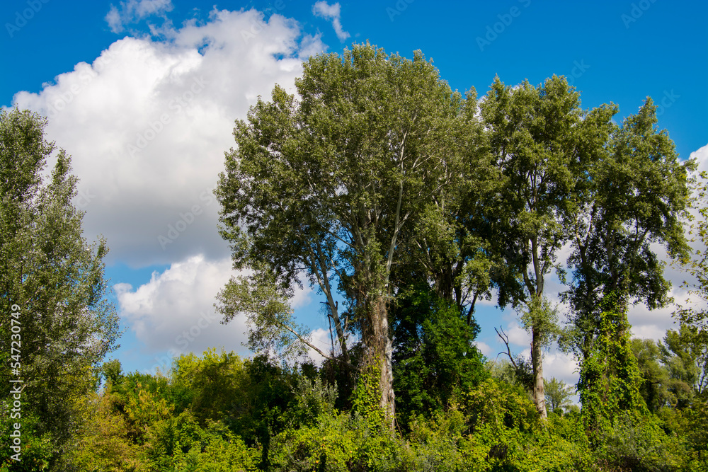 Green gallery forest in Hungary in Autumn Green gallery forest in Hungary in Autumn