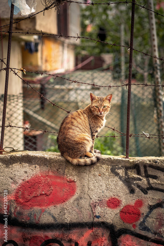 Photography street cat on the wall