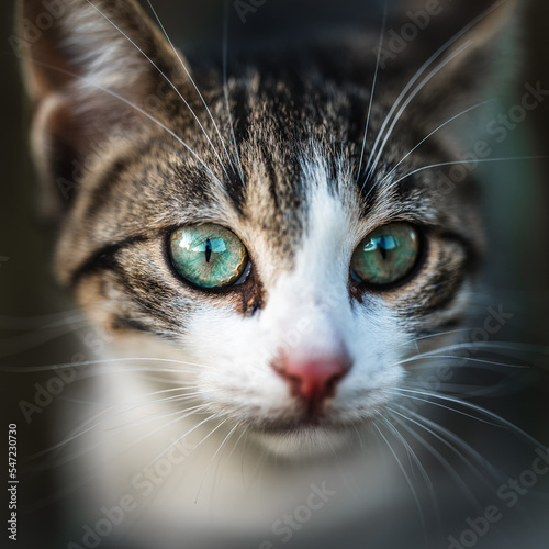 close up portrait of a cat