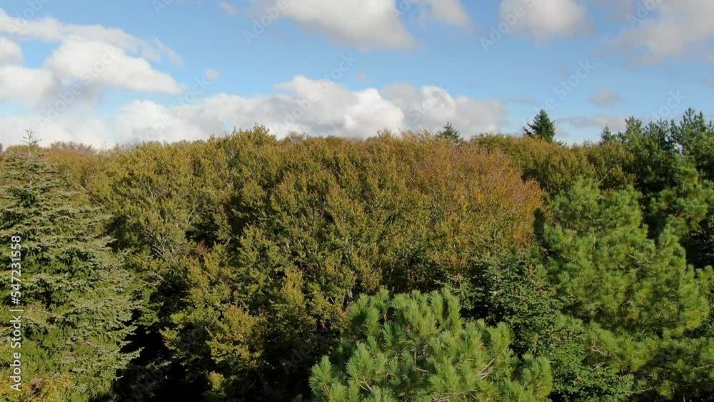 Drone rises above a forest in Autumn and slowly pans down on the Fall woods below Drone rises above a forest in Autumn and slowly pans down on the Fall woods below