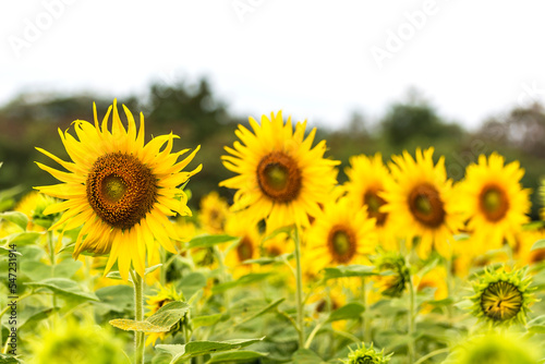 Yellow sunflowers can be used as a background.