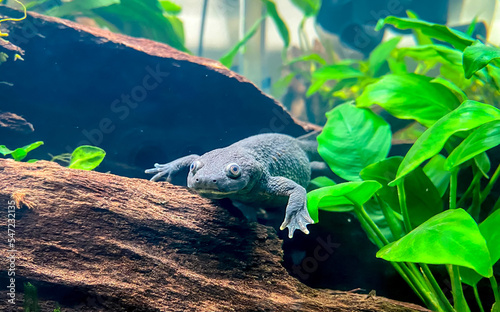 Pleourodeles waltl in the aquarium with sand and Anubias plants - Spanish ribbed newt, also known as the Iberian ribbed newt. photo