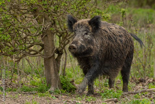 Wild boar(Sus Scrofa) in its natural habitat