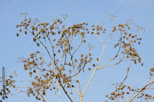 Closeup of dried parsnip seeds with blue sky on background