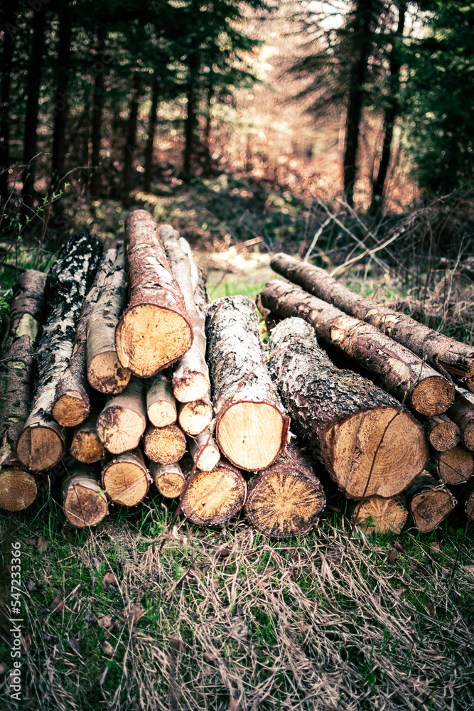 Baumstamm Stapel Holz im Wald