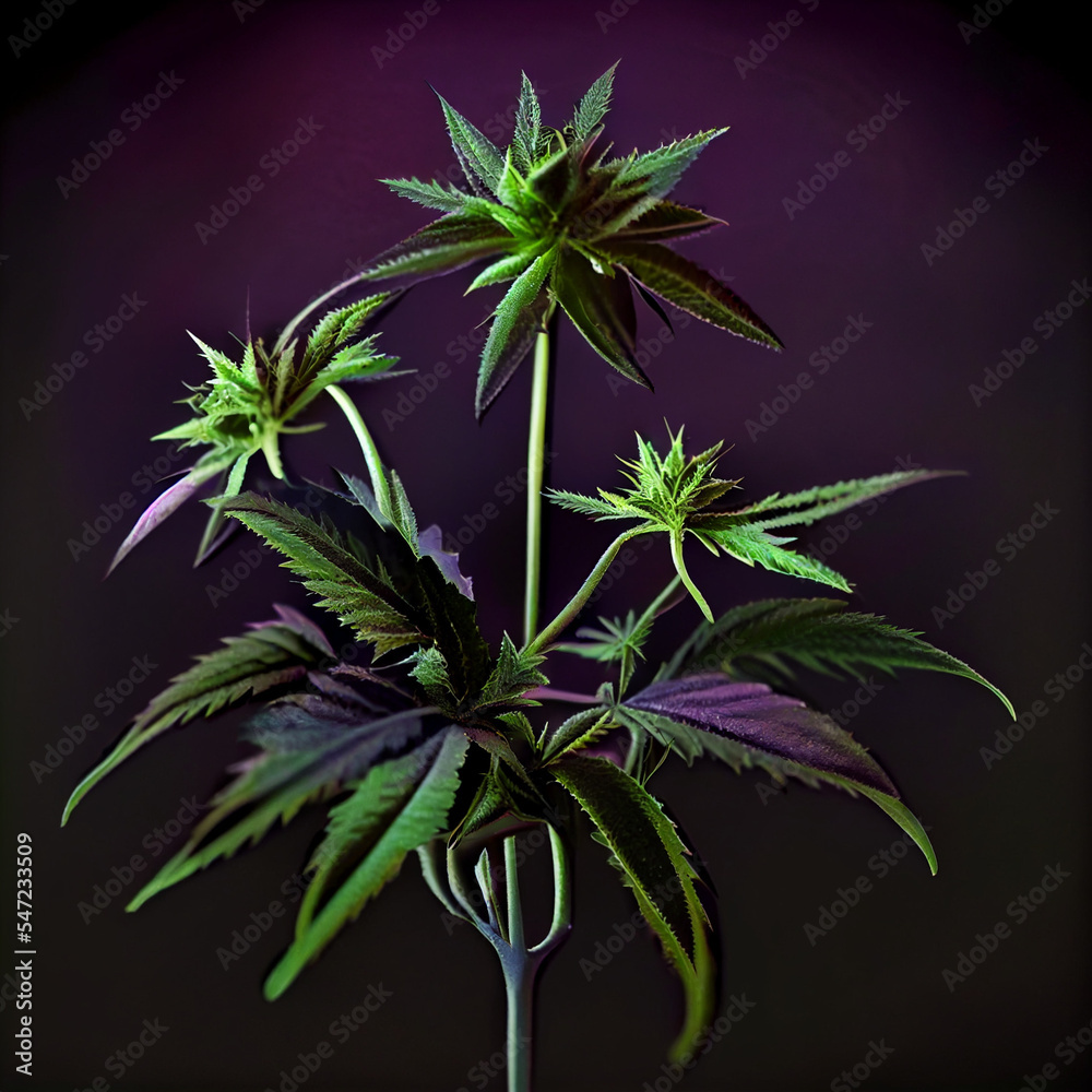 Purple marijuana leaves