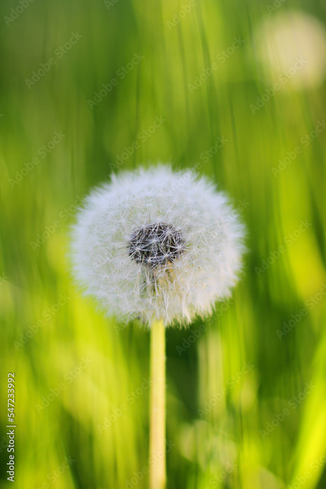 Fototapeta premium Fluffy texture of a white dandelion flower close-up. The concept of fragility. spring time.