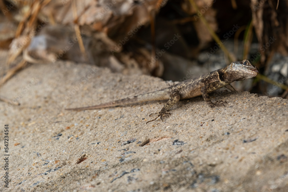 small stone lizard, common species in northeastern Brazil small stone lizard, common species in northeastern Brazil