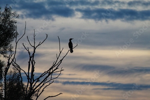 A stunning and beautiful autumnal sunset shot, depicting a cormorant bird perched on a tree branch as the sun falls for the day.