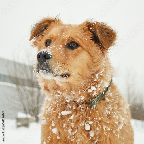 Portrait of a red shaggy puppy who has snow on his coat