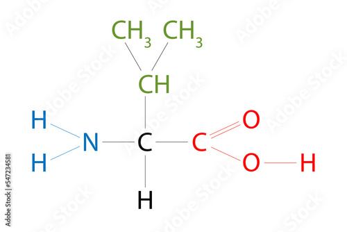 The structure of Valine. Valine is an amino acid that has a side chain isopropyl group. photo