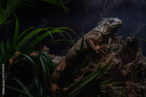 iguana on a branch