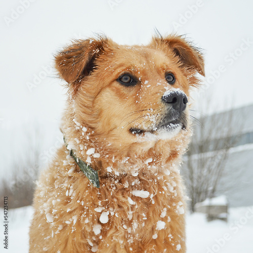 Portrait of a muzzle of a red-brown dog on a background of white snow. Snow on dog fur