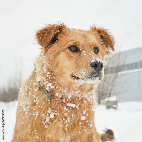 Portrait of a muzzle of a red-brown dog on a background of white snow. Dog hair in the snow