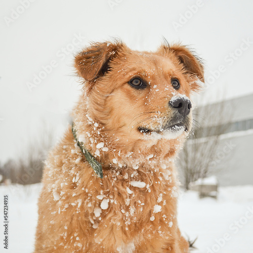 Portrait of a muzzle of a red-brown dog on a background of white snow. Snow on dog fur