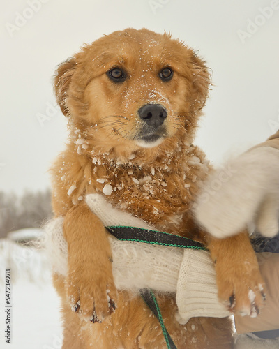 The hands of a man in white mittens hold a red dog in the snow