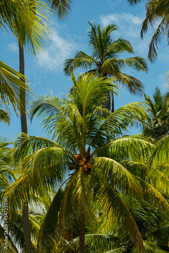 Coconut trees with yellow coconuts and blue sky in the background