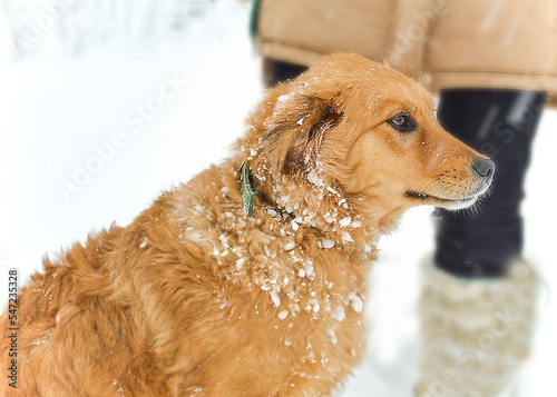 Red dog on a walk in winter in the snow, and next to a man