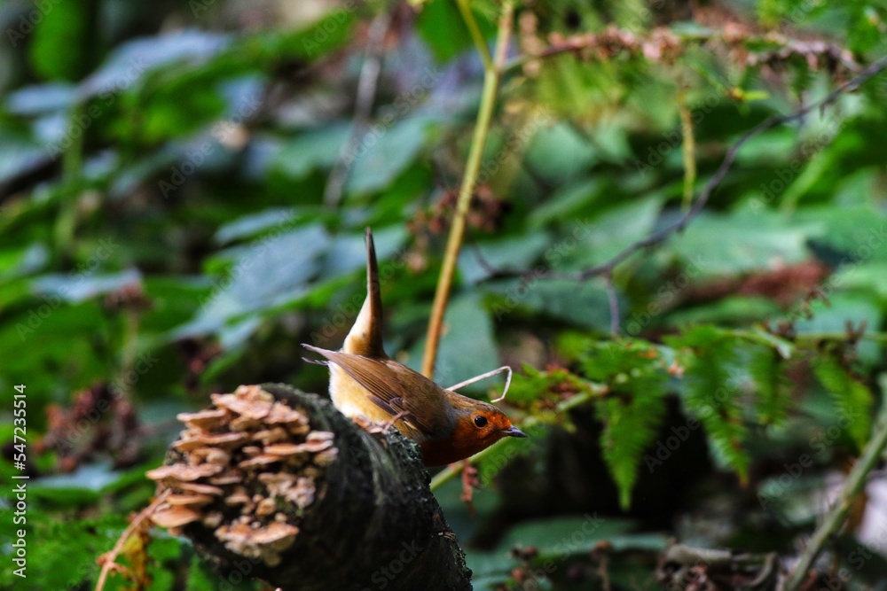 A stunning portrait of a single Robin Redbreast in the forest. These birds are popular at Christmas time and often found on the front of holiday greeting cards. A stunning portrait of a single Robin Redbreast in the forest. These birds are popular at Christmas time and often found on the front of holiday greeting cards.