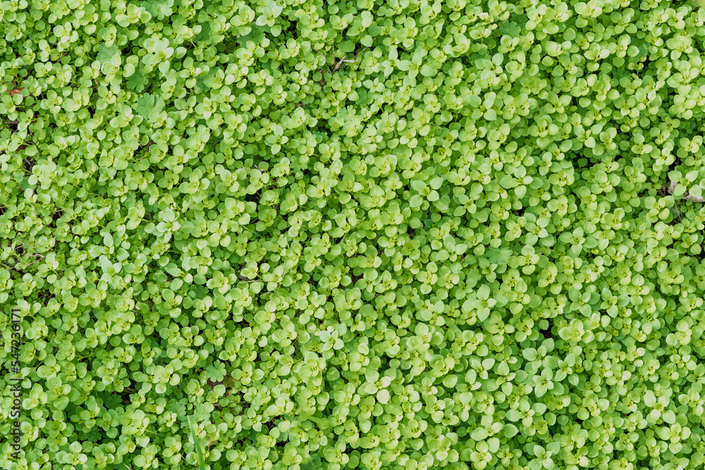 Grass with round green leaves growing in a dense carpet close-up Grass with round green leaves growing in a dense carpet close-up