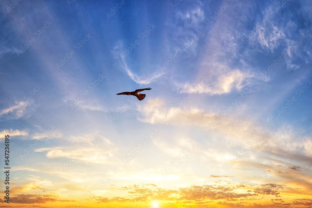 A stunning image of a kestrel flying over a biblical like sunrise at Lunt nature reserve in Sefton, Merseyside. 
