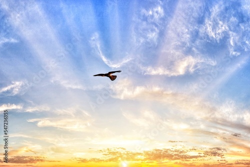 A stunning image of a kestrel flying over a biblical like sunrise at Lunt nature reserve in Sefton, Merseyside. 