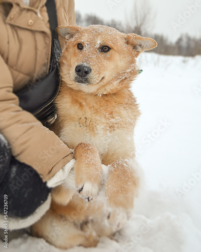 A red dog sits next to a person in the winter in the snow