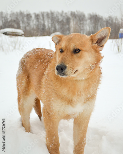 Red dog stands in winter in the snow