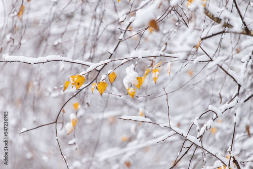 Yellow birch leaves in the snow. Bright autumn - winter background. The first snow. A winter's tale. Winter landscape.