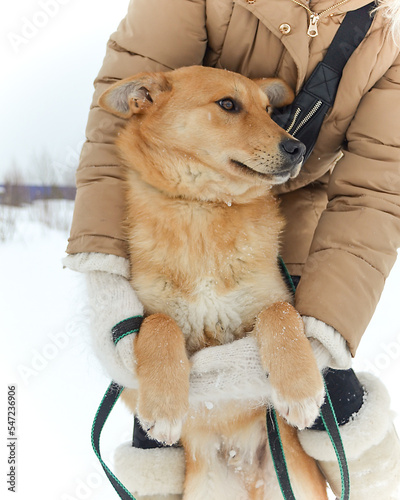 The hands of a man in white mittens hold a red dog in the snow