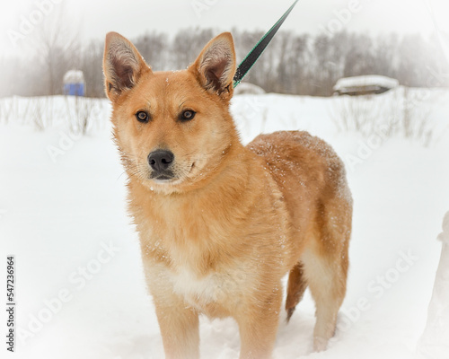 Red domestic dog on a leash stands in winter in the snow